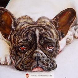 Tierporträt - französische Bulldogge - Zeichnung Buntstift auf Papier - A4- Haustier zeichnen lassen