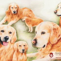 Tierporträt - Collage mit fünf Golden Retrievern - Zeichnung Buntstift auf Papier - A3- Haustier zeichnen lassen