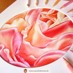 "Blüte" - Nahaufnahme einer Blüte in rosa, rot und gelb-Tönen - work in Progress -  Zeichnung Buntstift auf Papier 18 cm Durchmesser - 250 €