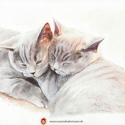 Tierporträt - zwei schmusende Katzen - Zeichnung Buntstift auf Papier - A4- Haustier zeichnen lassen