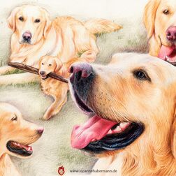 Tierporträt - Collage mit fünf Golden Retrievern - Zeichnung Buntstift auf Papier - A3- Haustier malen lassen