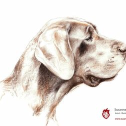 Tierporträt - Kopf einer Dogge - Zeichnung Buntstift auf Papier - A4 - Haustier malen lassen