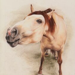 Tierporträt - Pferd, Kopf durch Nahaufnahme comichaft vergrößert - Buntstift auf Papier - A4- Haustier zeichnen lassen