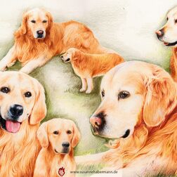 Tierporträt - Collage mit fünf Golden Retrievern - Zeichnung Buntstift auf Papier - A3- Haustier zeichnen lassen