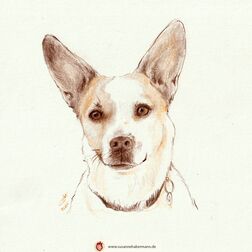 Tierportrait -  Buntstift auf Papier - 15 x 15 cm - kleiner Hund mit großen Ohren -  Lassen Sie ihr Haustier zeichnen