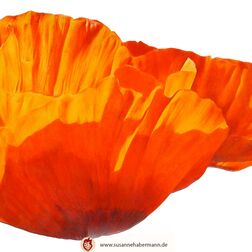 "Mohnblume"- rote Mohnblumen in Nahaufnahme - Zeichnung Buntstift auf Papier - 55 x 38 cm - unverkäuflich