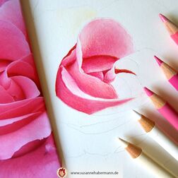 "Rose" - rosa Rosenblüte - Work in progress -  Zeichnung Buntstift auf Papier - 20 x 20 cm - unverkäuflich