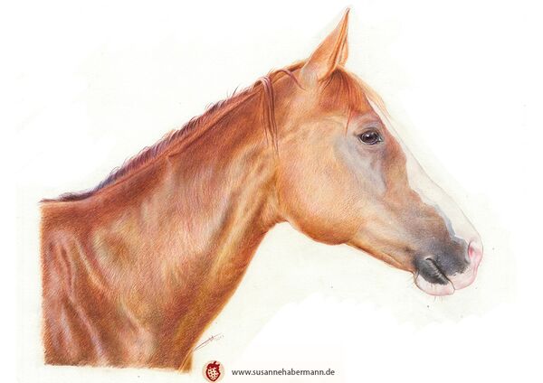 Tierporträt - Pferdekopf von der Seite - Zeichnung Buntstift auf Papier - A4- Haustier malen lassen
