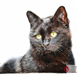 Tierporträt - schwarze Katze - Zeichnung Buntstift auf Papier - A4- Haustier malen lassen