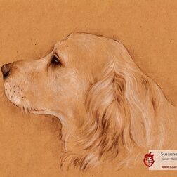 Tierporträt - Golden Retriever - Zeichnung Buntstift auf getöntem Papier- A4- Haustier zeichnen lassen