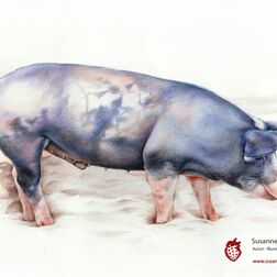Tierporträt - Schwein - Zeichnung Buntstift auf Papier - A3- Haustier malen lassen