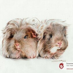 Tierporträt - zwei Meerschweinchen - Zeichnung Buntstift auf Papier - A4- Haustier malen lassen