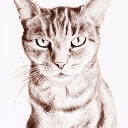 Tierporträt - Katze - Zeichnung Buntstift auf Papier - A4- Haustier zeichnen lassen