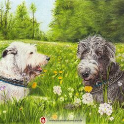 Tierporträt - zwei Wolfshunde auf Blumenwiese - Zeichnung Buntstift auf Papier - A4- Haustier malen lassen