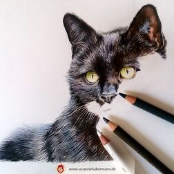 Tierporträt - schwarze Katze, work in progress - Zeichnung Buntstift auf Papier - A4