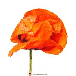 "Mohnbume" - Blüte einer Mohnblume, halbgeschlossen mit Tautropfen - Zeichnung Buntstift auf Papier - 20 x 20 cm - verkauft