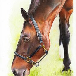 Tierporträt - braunes Pferd, Kopf von der Seite - Zeichnung Buntstift auf Papier - A4 - Haustier zeichnen lassen