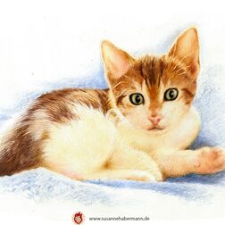 Tierporträt - kleines Kätzchen auf einer Decke - Zeichnung Buntstift auf Papier - A4- Haustier zeichnen lassen