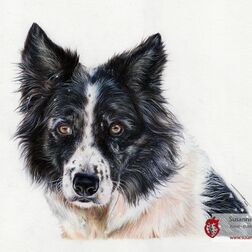 Tierporträt - Hund - Zeichnung Buntstift auf Papier - A4- Haustier malen lassen