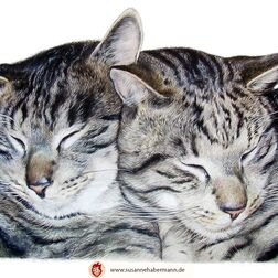 Tierporträt - zwei Katzen, aneinandergekuschelt- Zeichnung Buntstift auf Papier - A4- Haustier malen lassen