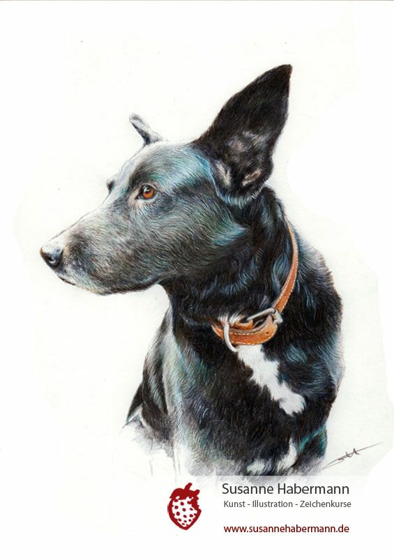 Tierporträt - schwarzer Hund - Zeichnung Buntstift auf Papier - A4 - Haustier zeichnen lassen