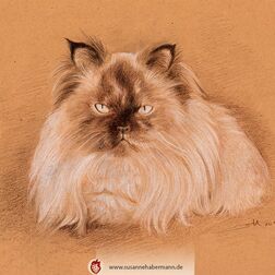 Tierporträt - Perserkatze - Zeichnung Buntstift auf getöntem Papier- A4- Haustier zeichnen lassen