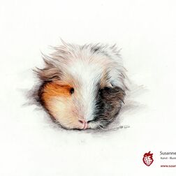 Tierporträt - Meerschweinchen - Zeichnung Buntstift auf Papier - A5- Haustier zeichnen lassen