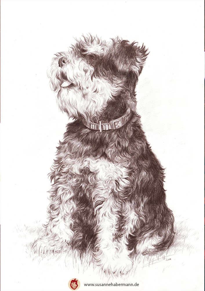 Tierporträt - Zwergschnauzer - Buntstift auf Papier - A4 - Tierportrait zeichnen lassen