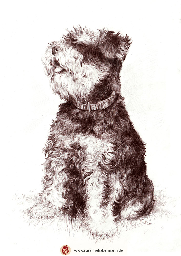 Tierporträt - Zwergschnauzer - Zeichnung Buntstift auf Papier- A4