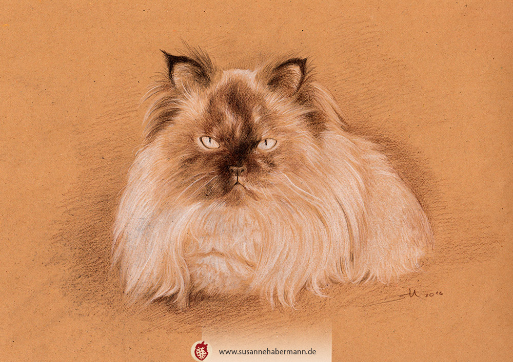 Tierporträt - Perserkatze - Zeichnung Buntstift auf getöntem Papier- A4- Haustier zeichnen lassen