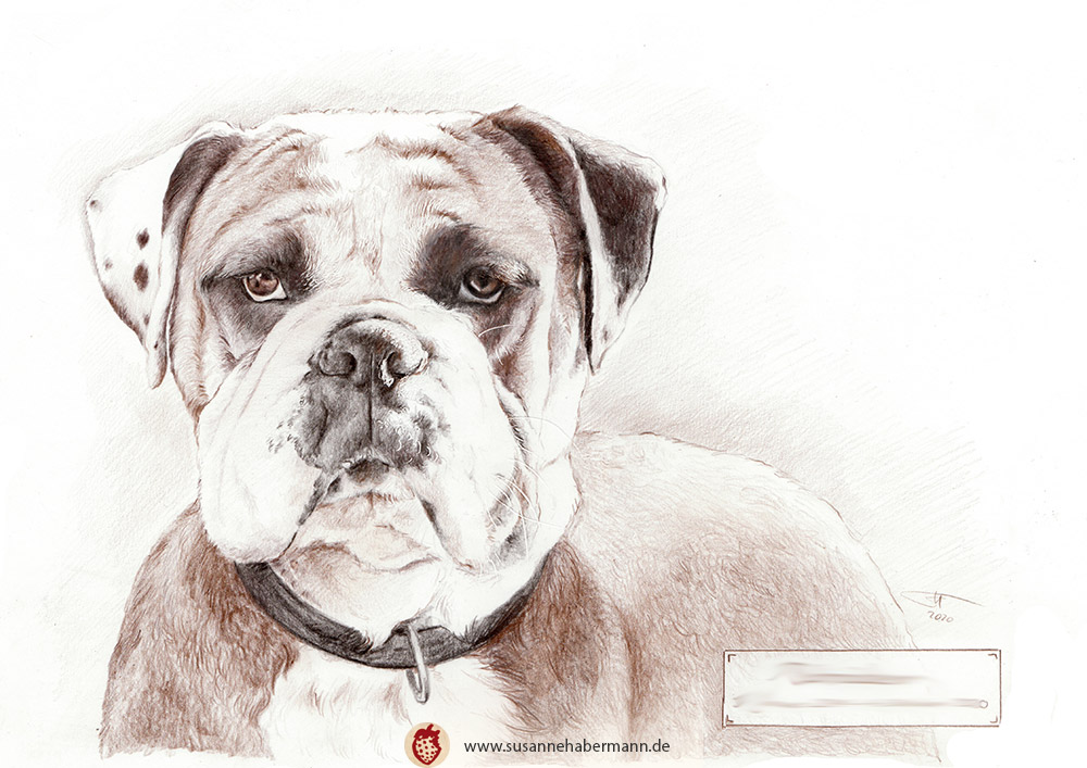 Tierporträt - Boxer - Zeichnung Buntstift auf Papier- A4