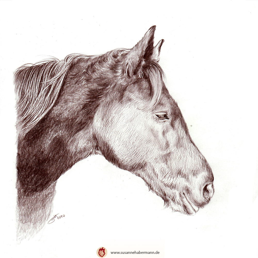 Tierporträt - Pferd - Zeichnung Buntstift auf Papier- A4