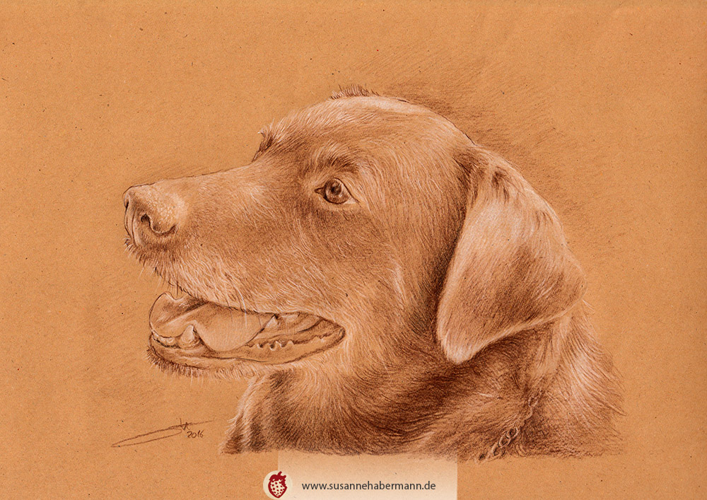 Tierporträt - Hundekopf - Zeichnung Buntstift auf getöntem Papier- A4