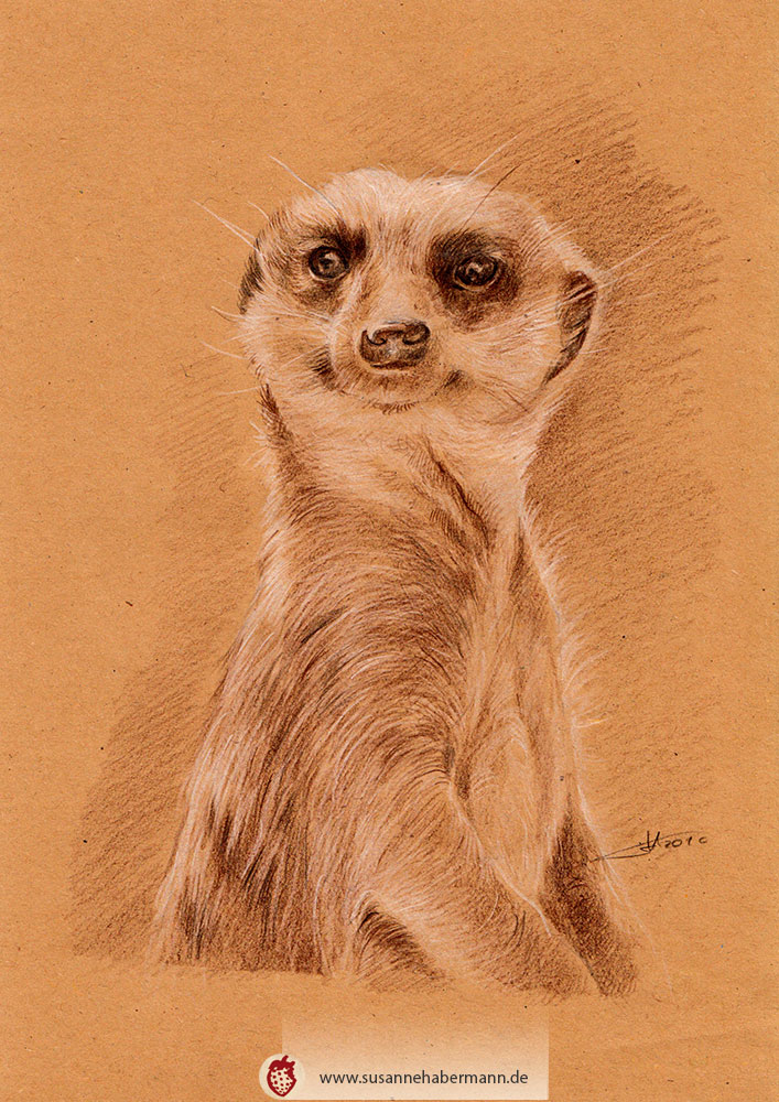 Tierporträt - Erdmännchen- Zeichnung Buntstift auf getöntem Papier- A4