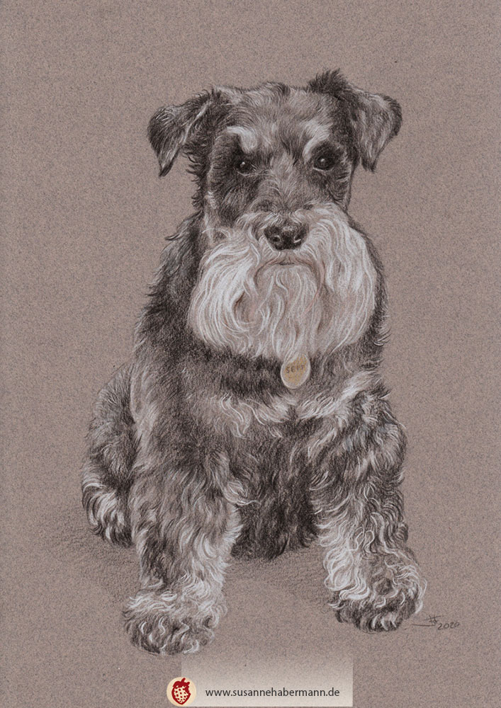 Tierporträt - Schnauzer - Zeichnung Buntstift auf getöntem Papier- A4