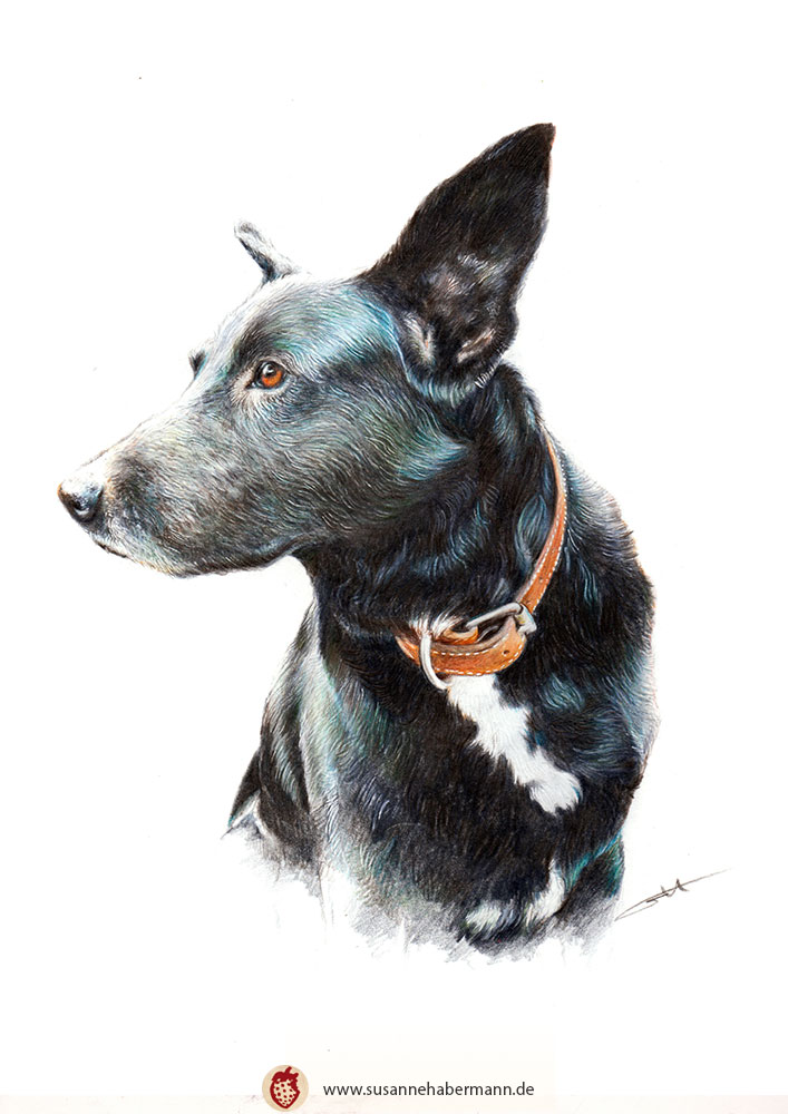 Tierporträt - schwarzer Hund - Zeichnung Buntstift auf Papier - A4
