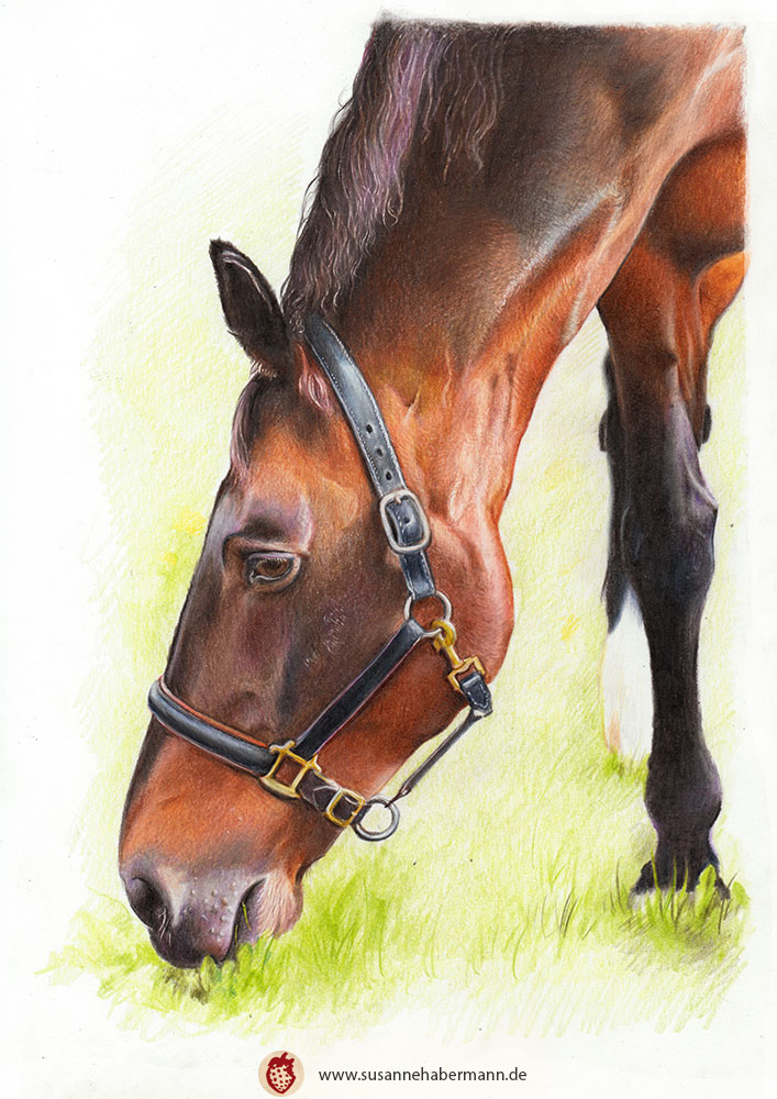 Tierporträt - braunes Pferd, Kopf von der Seite - Zeichnung Buntstift auf Papier - A4