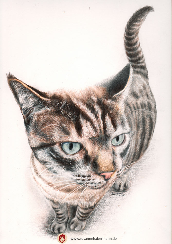Tierportrait - Katze, Kopf comichaft verzerrt - Zeichnung Buntstift auf Papier - A4