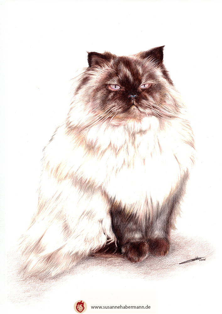 Tierporträt - weiße Perserkatze - Zeichnung Buntstift auf Papier - A4