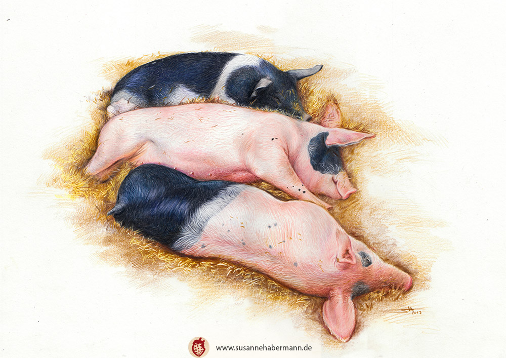 Tierporträt - drei schlafende Schweine - Zeichnung Buntstift auf Papier - A4