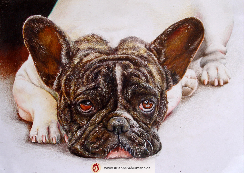 Tierporträt - französische Bulldogge - Zeichnung Buntstift auf Papier - A4