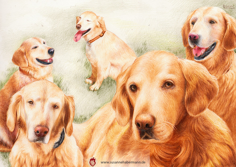 Tierporträt - Collage mit fünf Golden Retriever - Zeichnung Buntstift auf Papier - A3