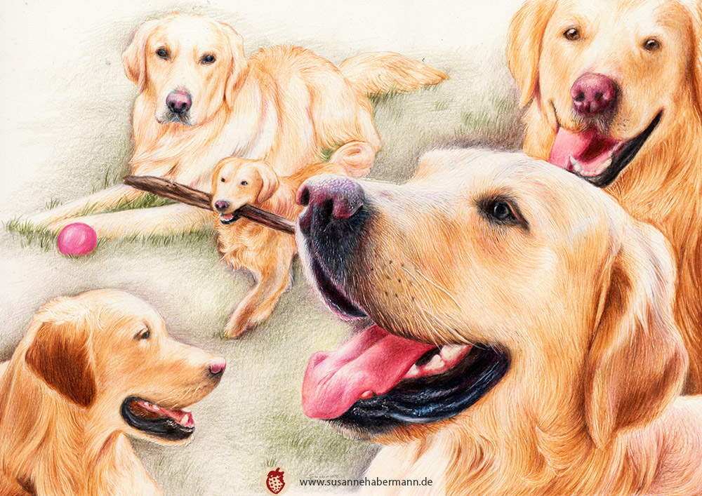 Tierporträt - Collage mit fünf Golden Retrievern - Zeichnung Buntstift auf Papier - A3