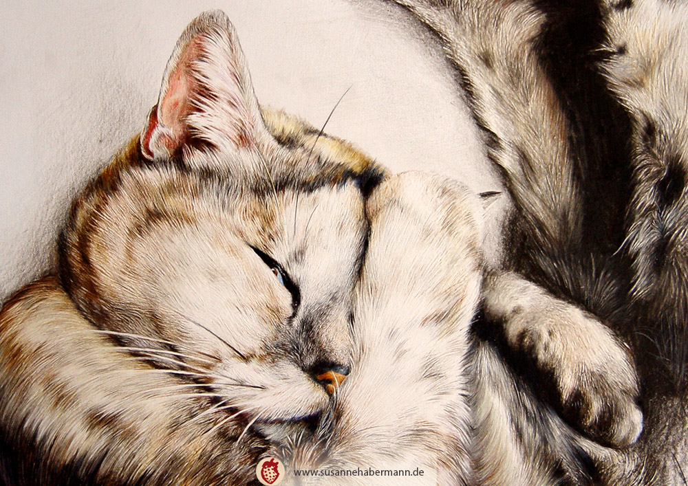 Tierporträt - Katze - Zeichnung Buntstift auf Papier - A4