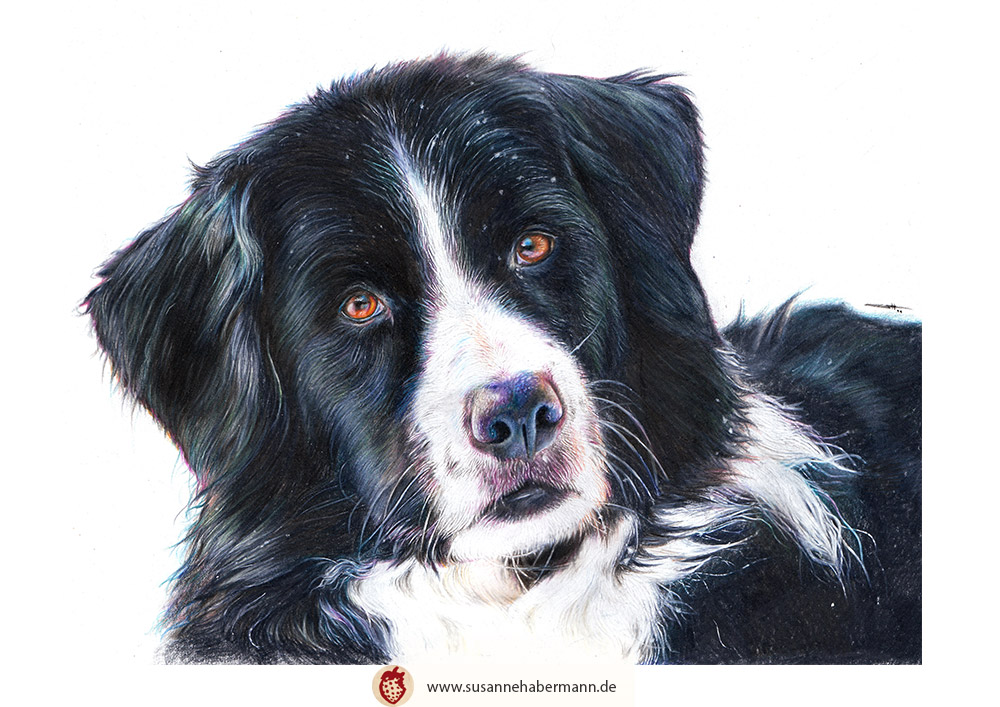 Tierporträt - Berner Sennenhund - Zeichnung Buntstift auf Papier - A4
