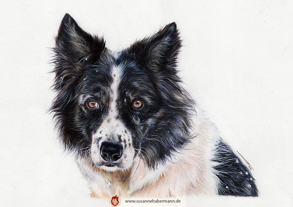Tierporträt - Hund - Zeichnung Buntstift auf Papier - A4
