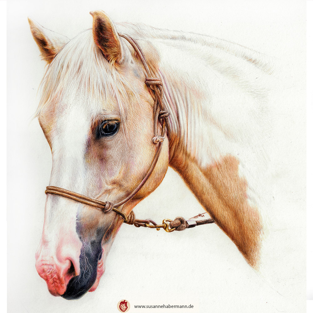 Tierporträt - Pferdekopf von der Seite - Zeichnung Buntstift auf Papier - A4