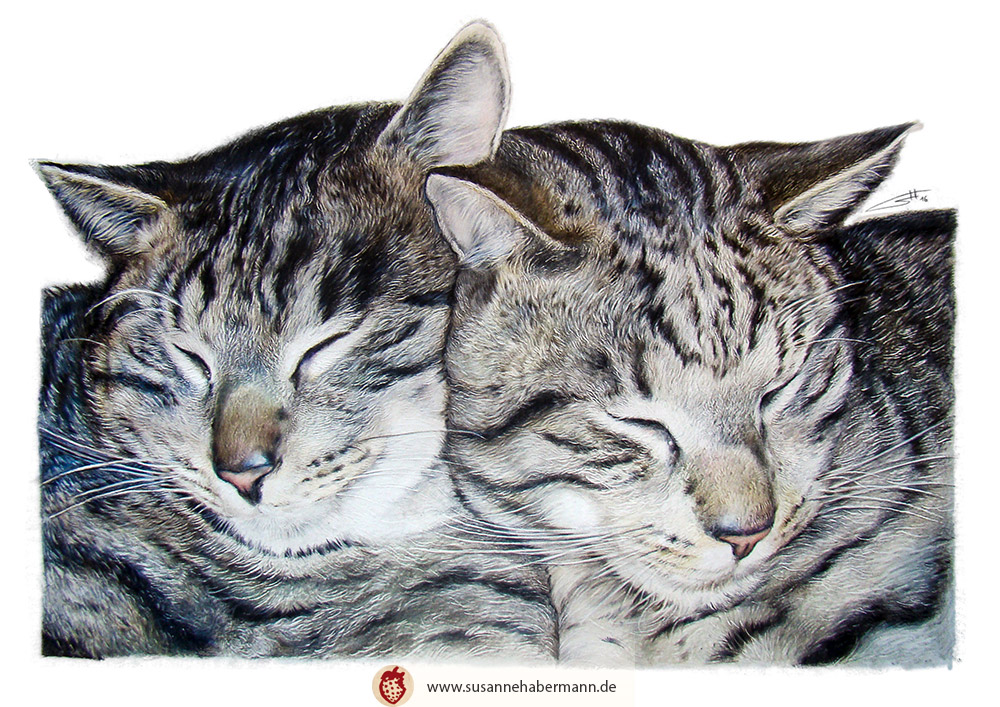 Tierporträt - zwei Katzen, aneinandergekuschelt- Zeichnung Buntstift auf Papier - A4