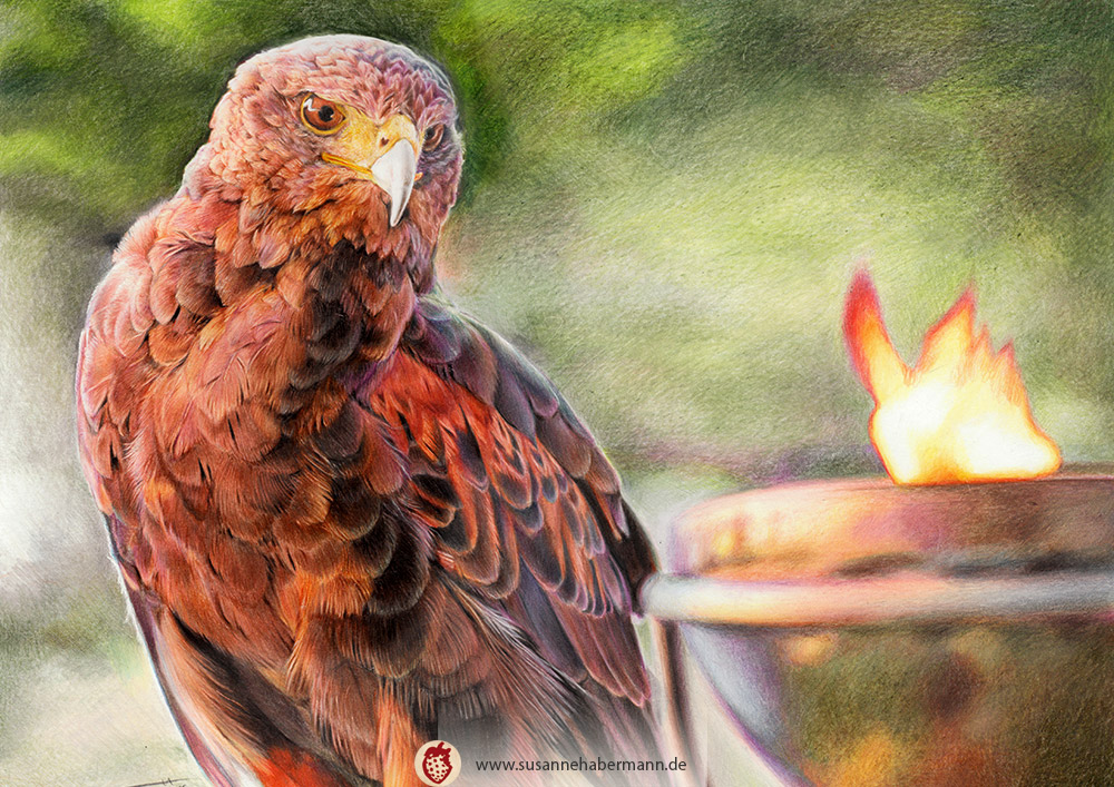 Tierporträt - Adler - Zeichnung Buntstift auf Papier - A4