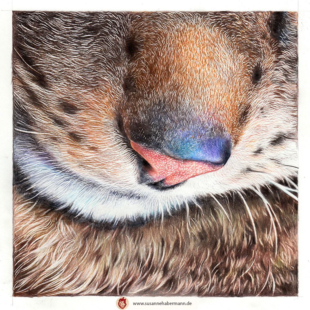Tierporträt - Katzennase- Zeichnung Buntstift auf Papier - 21 x 21 cm